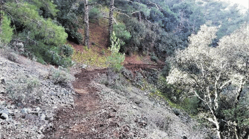 Restoration of a nature trail in the Paphos Forest by the Department of Forests in Cyprus